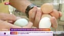 Des œufs domestiques trop pollués pour être mangés ! 