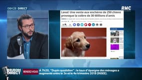 Cette vente aux enchères de chiens qui provoque la colère de 30 Millions d'Amis