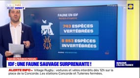 Ile-de-France: une faune sauvage surprenante