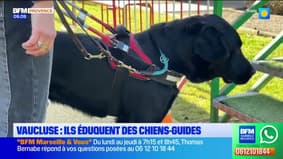 Vaucluse : ils éduquent des chiens-guides