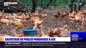 Aix-en-Provence: une association sauve des poules pondeuses trop vieilles pour l'élevage