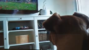Dog TV, la première chaîne pour les chiens.