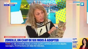 Marseille: Zoreille, jeune chat de 6 mois, est disponible à l'adoption