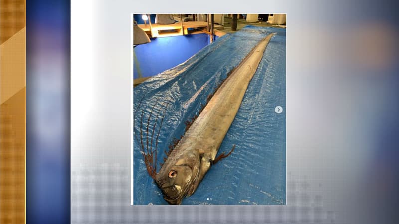 Le poisson en question: un régalec pêché au large du Japon.