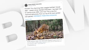 La photographie du chevrotain à dos argenté.