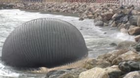 Une baleine bleue prise par les glaces en hiver et échouée sur les côtes du Saint-Laurent à l'ouest de Terre-Neuve