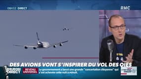 La chronique d'Anthony Morel : Des avions vont s'inspirer du vol des oies - 21/11