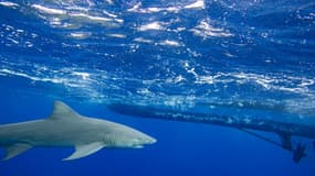 Un requin-citron photographié aux États-Unis en Floride le 11 février 2022. (illustration)