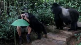 Une peur bleue parmi les gorilles