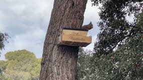 L'association SOS Ecureuil Provence craint une hausse de la mortalité des rongeurs cette année.