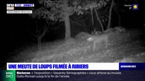 Hautes-Alpes: une meute de loups filmée à Ribiers