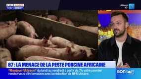 Bas-Rhin: la menace de la peste porcine africaine plane, les syndicats agricoles plaident pour des battues massives