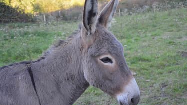 L'âne Chouchou s'est échappé de son enclos lundi 28 mai.