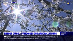 Retour du gel: l'angoisse des agriculteurs de la Loire