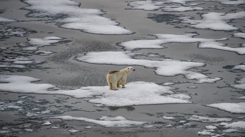 Arctique : deux études montrent que la fonte de la banquise est pire et plus rapide que prévue