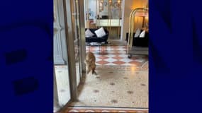 Un marcassin dans le hall du Grand hôtel et spa Uriage (Isère) le 30 novembre 2025