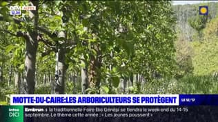 Alpes-de-Haute-Provence: les arboriculteurs se protègent à la Motte-du-Caire