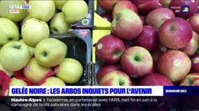 Gelée noire: les arboriculteurs inquiets pour l'avenir de leurs vergers