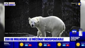 Le zoo de Mulhouse vit en grande partie grâce au mécénat