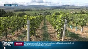 Face à la pénurie de saisonniers, des départements proposent de cumuler son salaire de saisonnier et son RSA