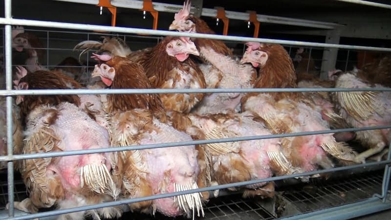 Images de poules en batterie dévoilées par l'association L214 en avril 2017