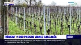 Piémont: plus de 4000 pieds de vignes saccagés, trois viticulteurs touchés