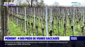 Piémont: plus de 4000 pieds de vignes saccagés, trois viticulteurs touchés