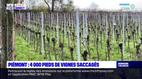 Piémont: plus de 4000 pieds de vignes saccagés, trois viticulteurs touchés