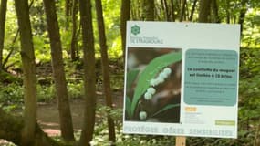 Pour le 1er mai, il est possible d'aller cueillir des brins de muguet dans les différentes réserves naturelles de Strasbourg, mais pour préserver l'espèce la mairie a décidé de réguler la cueillette. 