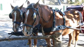 Un cheval qui tirait une calèche de touristes est mort d'épuisement à Barcelone (photo d'illustration).