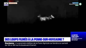 Douze chèvres tuées à La Penne-sur-Huveaune, la piste d'une attaque de loups envisagée