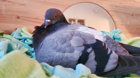 Poulpée, pigeonne imprégnée et recueillie à Paris.