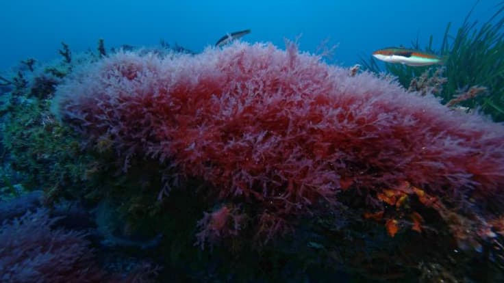 an invasive algae discovered in Port-Cros National Park