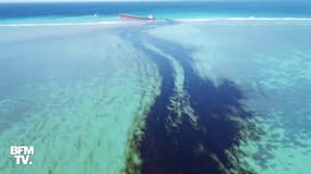 Les images de l'étendue de la fuite d'hydrocarbures d'un vraquier à l'île Maurice