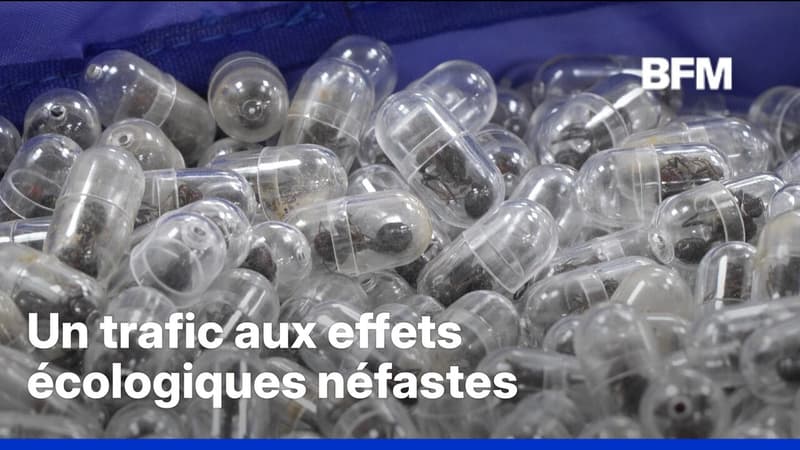 Kenya: un homme condamné à de la prison pour contrebande de fourmis