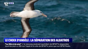 Le choix d'Angèle - Les albatros "timides" préfèrent divorcer plutôt que se battre pour sauver leur couple