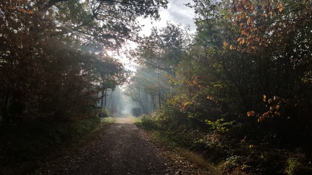 La forêt de Sénart.