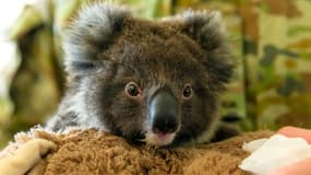 Un koala secouru après les incendies en Australie