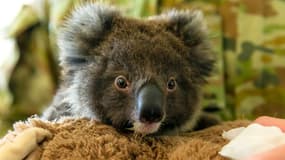 Un koala secouru après les incendies en Australie