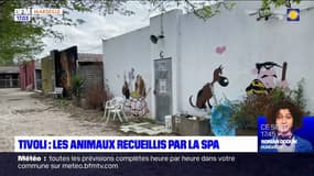 Rue de Tivoli: les animaux des personnes délogées accueillis à la SPA