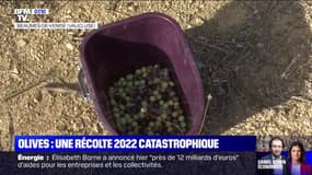 La récolte catastrophique des producteurs d'olives en 2022