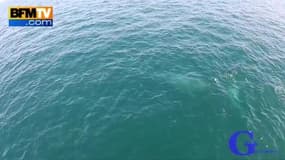 Une baleine crée un arc-en-ciel en pulvérisant de l’eau de mer 