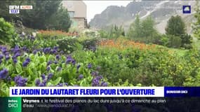 Hautes-Alpes: le jardin du Lautaret fleuri pour l'ouverture