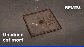 Des chiens électrisés en marchant sur une plaque à Paris, 30 Millions d'Amis porte plainte