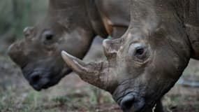 La première vente aux enchères sud-africaine de cornes de rhinocéros organisée en ligne a débuté mercredi, a-t-on appris auprès de la maison Van's Auctioneers qui organise cette vente très controversée, les organisations de défense des a...