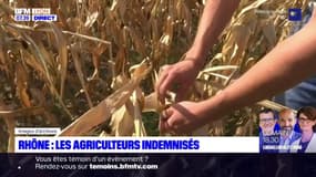 Rhône: les agriculteurs bientôt indemnisés pour les dégâts causés par la sécheresse