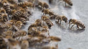 La députée écologiste Laurence Abeille a déposé lundi au nom de son groupe une proposition de résolution afin de protéger les abeilles menacées par les pesticides. /Photo prise le 11 juillet 2012/REUTERS/Lisi Niesner