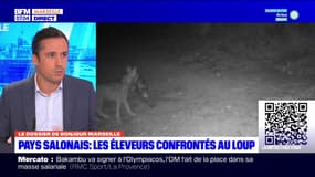 Provence: les attaques de loup se multiplient 