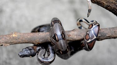 Un boa constricteur à Santo Domingo de Heredia, au Costa Rica, le 4 juin 2008.