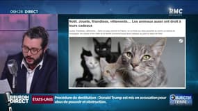 Faut-il faire des cadeaux de Noël pour les animaux?
